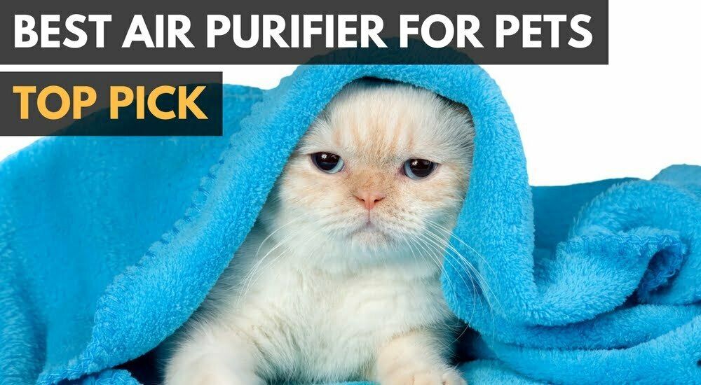 The top rated air purifier for pets.